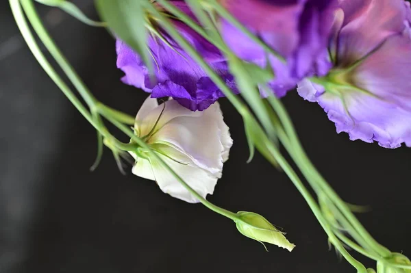 stock image beautiful bright flowers, close up