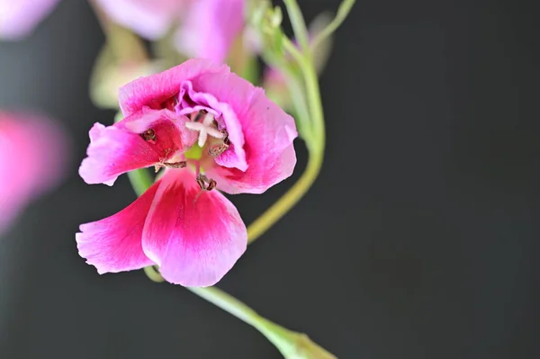 Bela Flor Jardim Fundo Floral — Fotografia de Stock