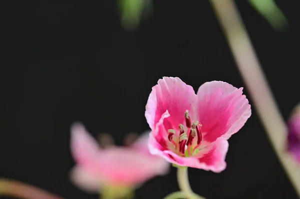 美しい明るい花 クローズアップ — ストック写真