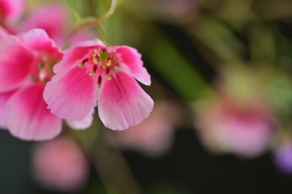 Gyönyörű Fényes Virágok Közelről — Stock Fotó