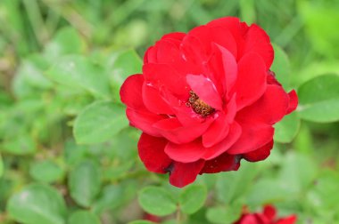 Bahçede güzel bir gül 