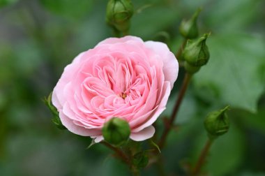 Bahçede güzel bir gül 