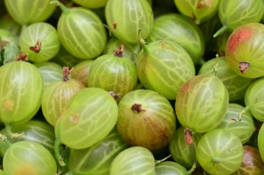Taze bektaşi üzümü, yakın çekim. Bektaşi üzümü arka planı.