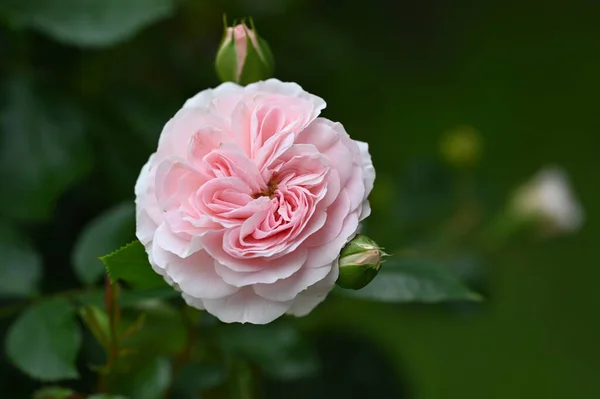 Прекрасна Троянда Саду — стокове фото