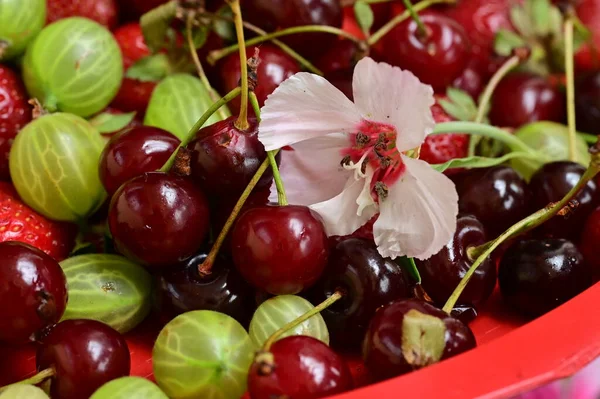 Close Shot Fresh Ripe Berries — Stock Photo, Image