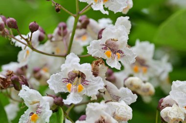 Bahçede çiçek açan güzel beyaz çiçekler 