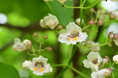 Bahçede çiçek açan güzel beyaz çiçekler 