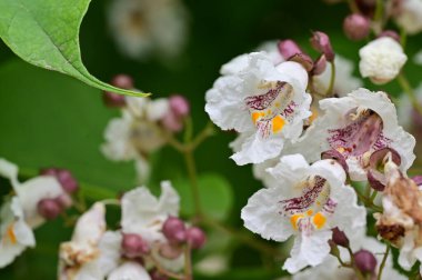 Bahçede çiçek açan güzel beyaz çiçekler 