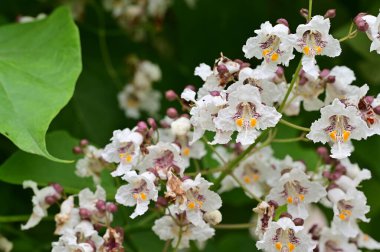 Bahçede çiçek açan güzel beyaz çiçekler 