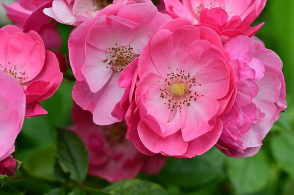 удивительные розовые цветы в саду 