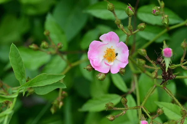 Дивовижні Рожеві Квіти Саду — стокове фото
