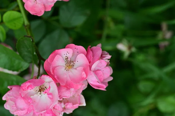 Καταπληκτικά Ροζ Λουλούδια Στον Κήπο — Φωτογραφία Αρχείου