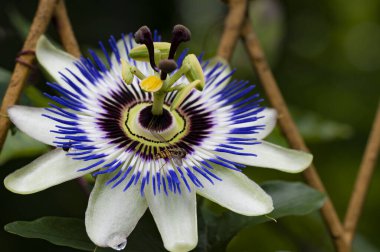 Bahçedeki güzel çiçek, çiçekli arka plan 