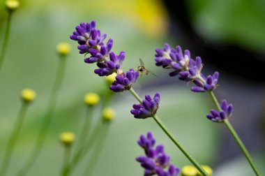 Güzel lavantaların yakın plan çekimi 