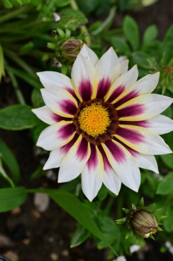 Bahçedeki güzel çiçek, çiçekli arka plan 