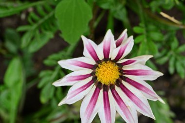 Bahçedeki güzel çiçek, çiçekli arka plan 