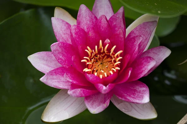 Красивий Ботанічний Знімок Природні Шпалери Красива Квітка Лілії — стокове фото