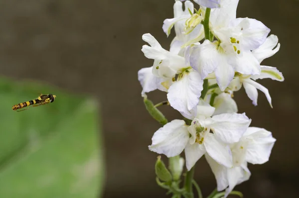 stock image bee with beautiful  flower in the garden 