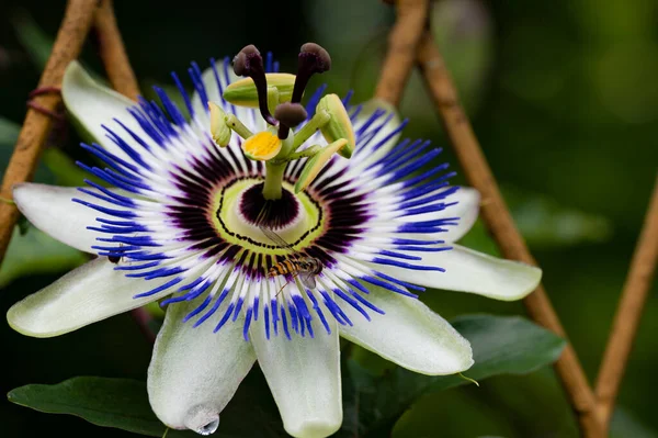 Bahçedeki güzel çiçek, çiçekli arka plan 