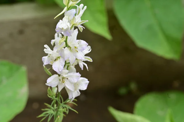 Красивые Цветущие Белые Цветы Саду — стоковое фото