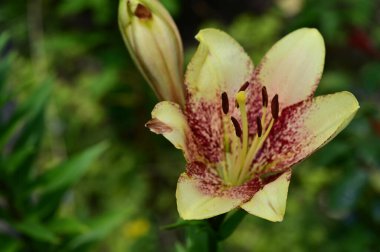 Güzel çiçek bahçede büyüyen 