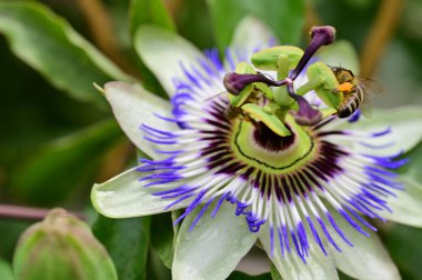 Bahçedeki güzel çiçek, çiçekli arka plan 