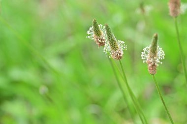 Bahçede büyüyen güzel çiçekler 