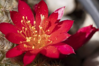 Bahçede yetişen güzel kaktüsler. 