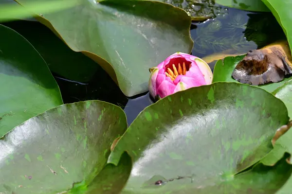Krásný Botanický Záběr Přírodní Tapety Krásná Lilie Květina — Stock fotografie