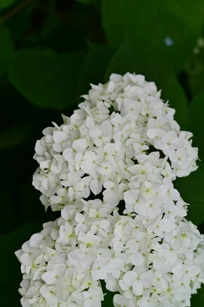 Hermosas Flores Blancas Florecientes Jardín — Foto de Stock
