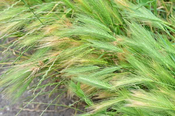 Kırsalda Buğday Tarlası — Stok fotoğraf