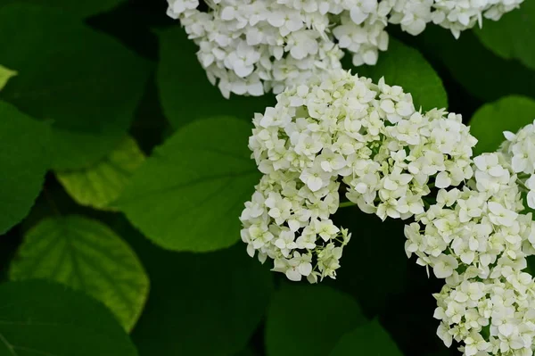 Hermosas Flores Blancas Florecientes Jardín —  Fotos de Stock