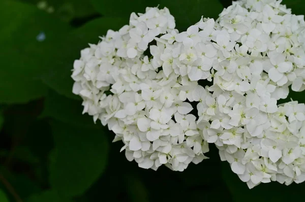 Mooie Bloeiende Witte Bloemen Tuin — Stockfoto