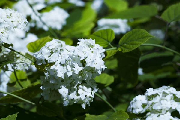 花园里盛开的美丽的白花 — 图库照片