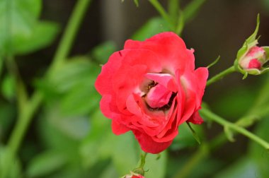 Güzel kırmızı gül, yakın plan, bulanık arkaplan, seçici odak 