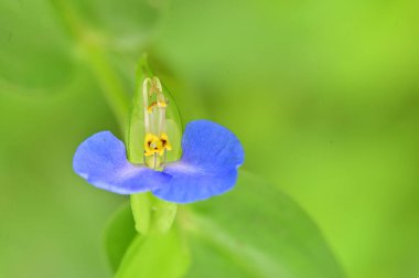 Bahçedeki güzel çiçek, çiçekli arka plan 