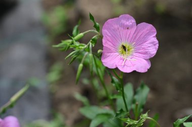 Bahçedeki harika pembe çiçekler 