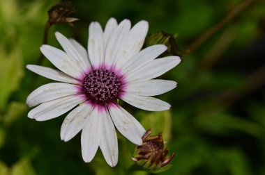 Bahçedeki güzel çiçek, çiçekli arka plan 