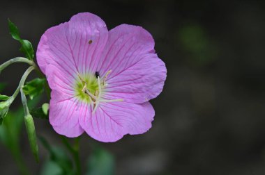 Bahçedeki harika pembe çiçekler 