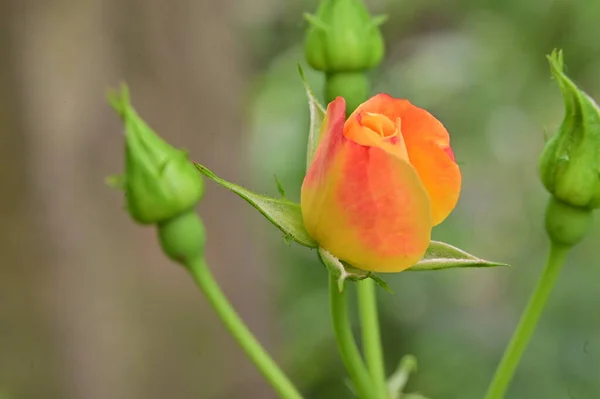 Όμορφο Τριαντάφυλλο Στον Κήπο Φλοράλ Φόντο — Φωτογραφία Αρχείου