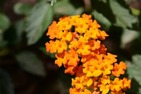Beautiful Orange Flowers Floral Concept Background — Stock Photo, Image