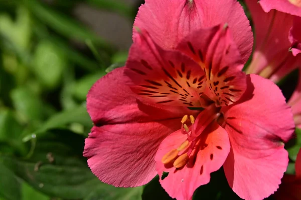 Удивительные Розовые Цветы Саду — стоковое фото