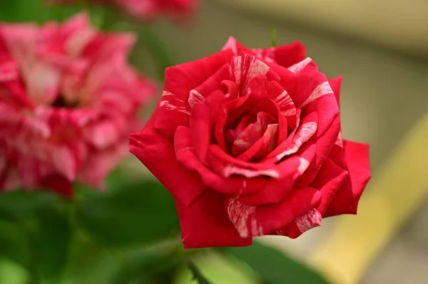 Piękne Róże Kwiaty Ogrodzie Kwiatowe Tło — Zdjęcie stockowe