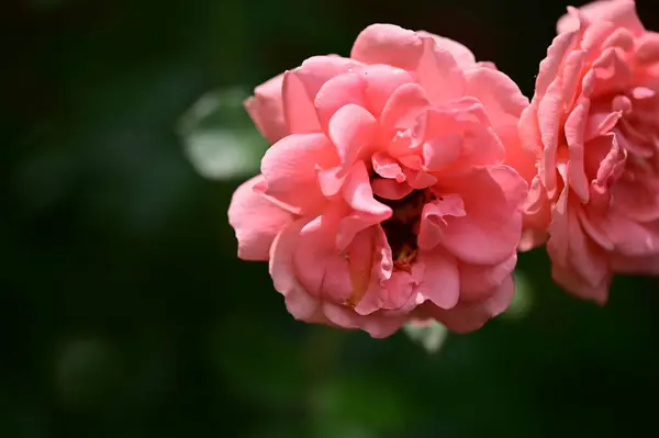 Mawar Indah Taman Latar Belakang Bunga — Stok Foto