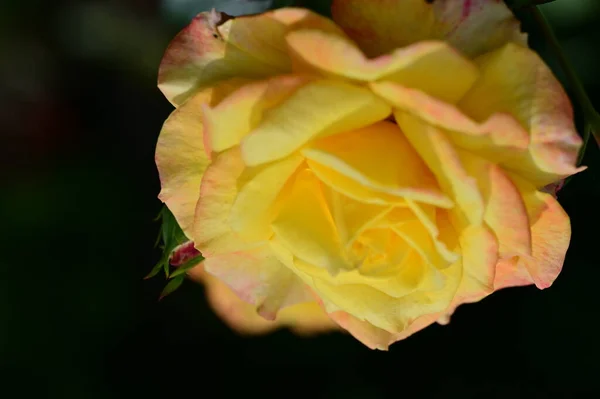Vacker Ros Trädgården Blommig Bakgrund — Stockfoto