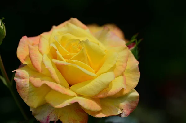 花园中美丽的玫瑰 花卉背景 — 图库照片