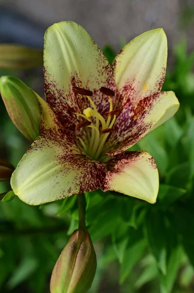 Krásná Lilie Zahradě Květinové Pozadí — Stock fotografie