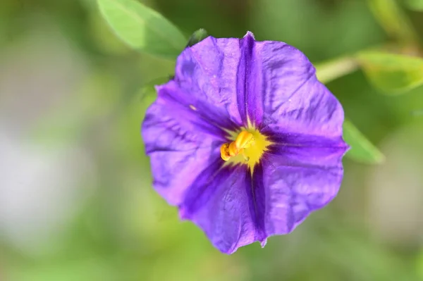 Schöne Blume Garten Blumiger Hintergrund — Stockfoto
