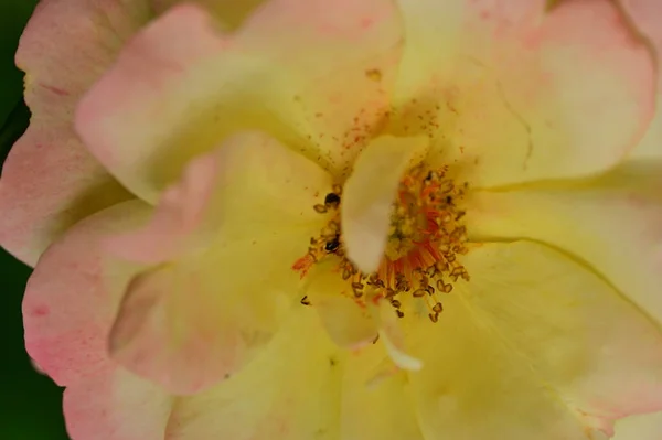 Close Yellow Flowers Garden — Stock Photo, Image