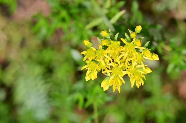 Zbliżenie Żółte Kwiaty Ogrodzie — Zdjęcie stockowe